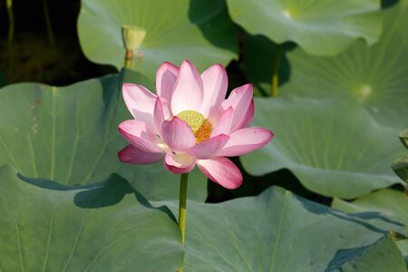 water lotus flower at a wetland Beijing, Chinaの写真素材
