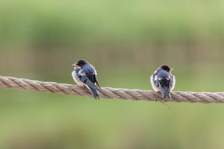 Young Barn Swallow perched on a rope at Beijing, China,の写真素材