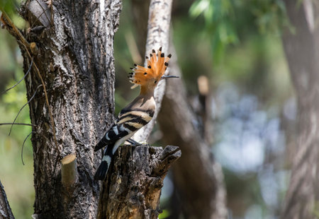 Eurasian Hoopoe,  Upupa epops ,  at Beijing, China