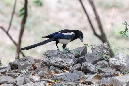 Black-billed Magpie  perched on a tree branch at Beijing, China,の写真素材
