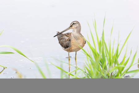 long billed dowitcher at Vancouver wet land , BC Canada