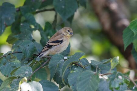 Pine siskin bird at Vancouver BC Canadaの写真素材