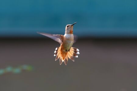 flying rufous hummingbird at Vancouver BC Canadaの写真素材