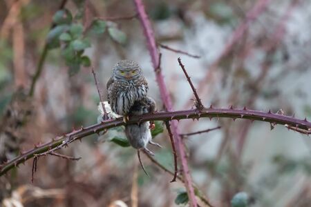 Northern pygmy owl, coquitlam BC Canadaの写真素材