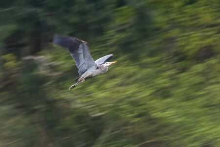 Great blue heron at Vancouver BC Canadaの写真素材