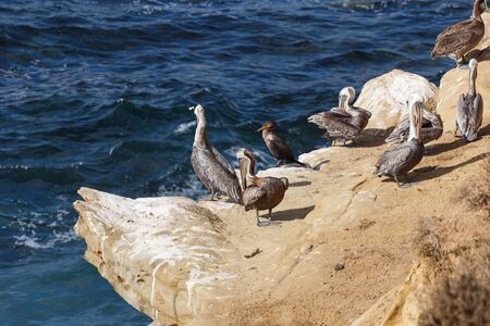 Brown pelican (Pelecanus occidentalis), San Diego, Californiaの写真素材