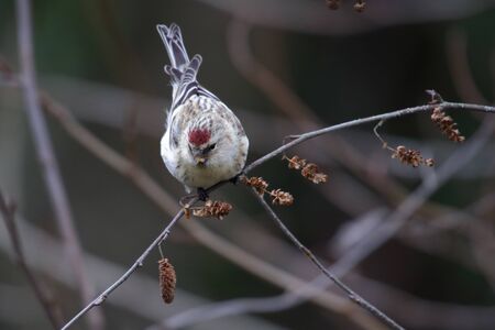 hoary redpoll at queen elizabeth park in Vancouver BC Canada, Dec. 2015の写真素材