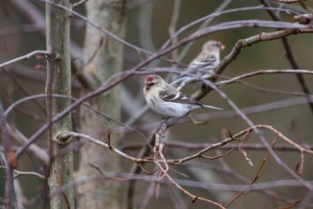hoary redpoll at queen elizabeth park in Vancouver BC Canada, Dec. 2015の写真素材