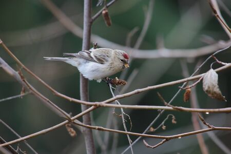 hoary redpoll at queen elizabeth park in Vancouver BC Canada, Dec. 2015の写真素材