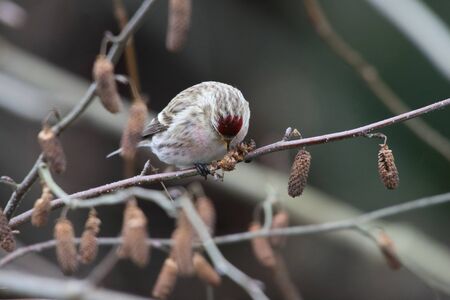 Common Redpoll at queen elizabeth park in Vancouver BC Canada, Dec. 2015の写真素材