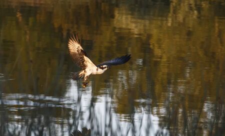 Osprey with fish in Vancouver BC Canadaの写真素材