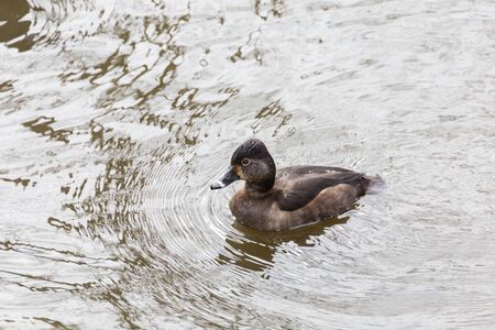 Female Ring necked Duck at Delta BC Canadaの写真素材