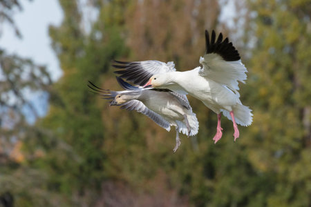 White Snow Goose at Richmond British Columbia Canada