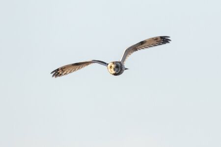 Short eared owl at Delta BC Canadaの写真素材