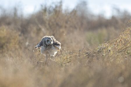 Short eared owl at Delta BC Canadaの写真素材