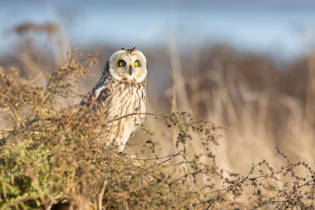 Short eared owl at Delta BC Canada