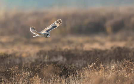 Short eared owl at Delta BC Canadaの写真素材