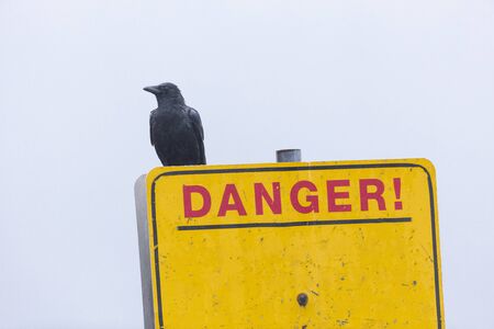 a black crow and yellow warning signの写真素材