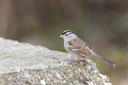  White crowned Sparrow at Delta BC Canadaの写真素材