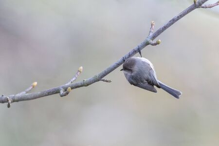 American bushtit bird at Delta BC Canadaの写真素材