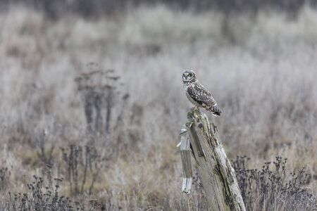 Short eared owl at Delta BC Canadaの写真素材