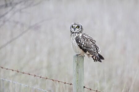 Short eared owl at Delta BC Canadaの写真素材