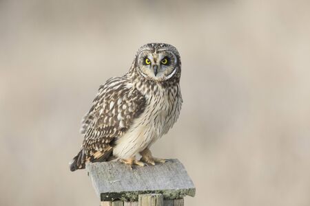 Short eared owl at Delta BC Canadaの写真素材