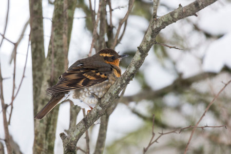 Varied Thrush Female bird at Richmond BC Canada