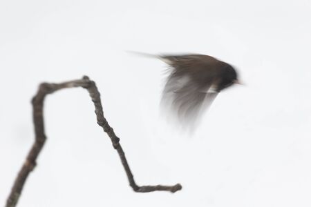 Dark-eyed Junco, slate colored,  at Richmond BC Canadaの写真素材