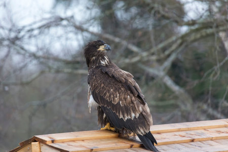 juvenile Bald eagle bird at Delta BC Canada