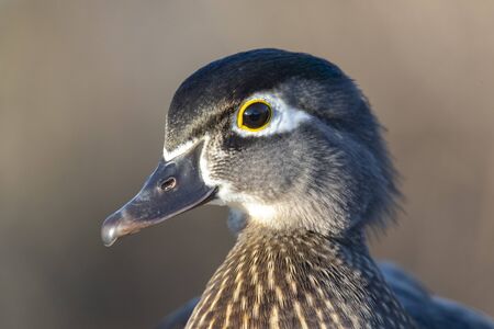 female wood duck head at Richmond BC Canadaの写真素材