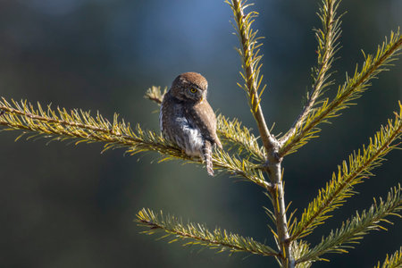 Northern pygmy owl at Chilliwack BC Canada