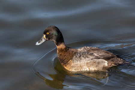 Female Lesser scaup duck at Delta BC Canada