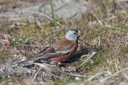 gray crowned rosy finch at Inoa park Richmond BC Canada, March 2020.