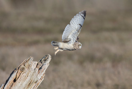 Short eared owl at Delta BC Canada