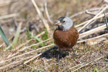 gray crowned rosy finch at Inoa park Richmond BC Canada, March 2020.の写真素材