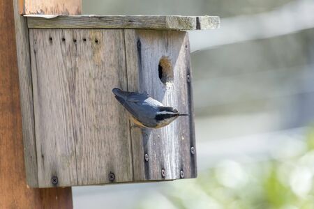 Red-breasted nuthatch nesting at Vancouver BC Canadaの写真素材