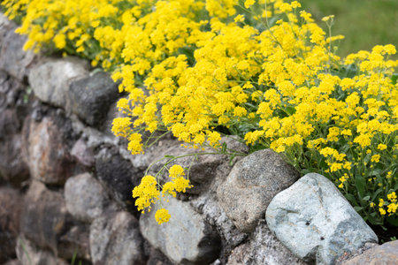 Yellow mustard flower and stone wall for background use. 