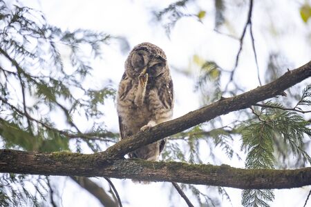 barred owl nest and owlet at Delta  BC Canadaの写真素材