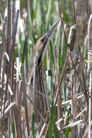 American Bittern classic pose amongst reeds at Richmond BC Canada,