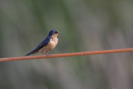 Barn swallow bird at Richmond BC Canadaの写真素材