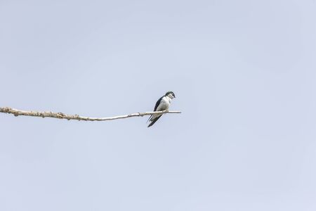 Violet green swallow at Richmond BC Canadaの写真素材