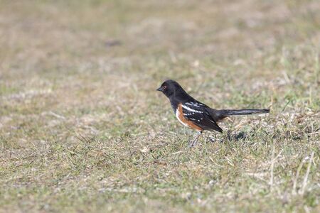 Spotted Towhee bird at Richmond BC Canadaの写真素材