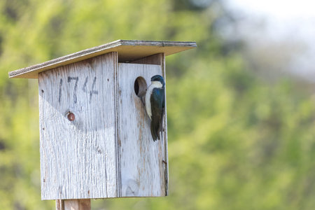 Tree swallow bird at Richmond BC Canada