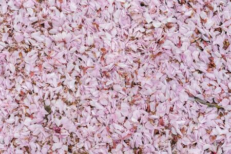 Cherry flower. Pink cherry for background use. の写真素材