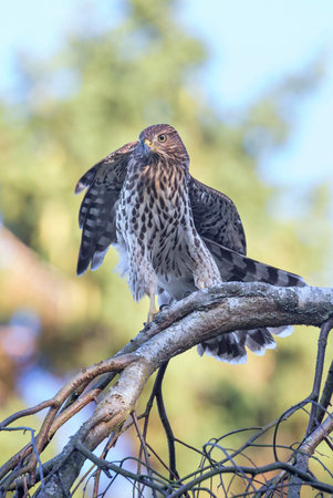 juvenile cooper's hawk at  british columbia  Canada