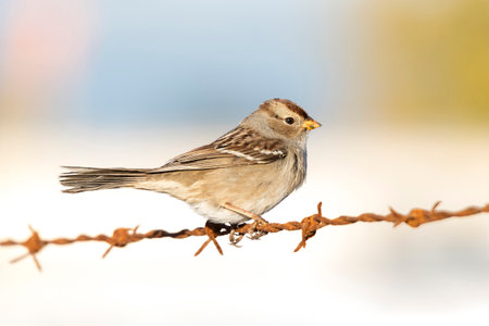 White crowned sparrow at British Columbia Canada; north americanの写真素材