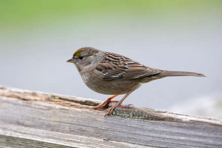Golden crowned sparrow at British Columbia Canada; north americanの写真素材