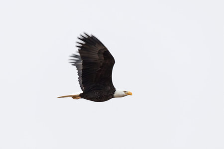 Flying bald eagle at Delta British Columbia,  Canada,  north american