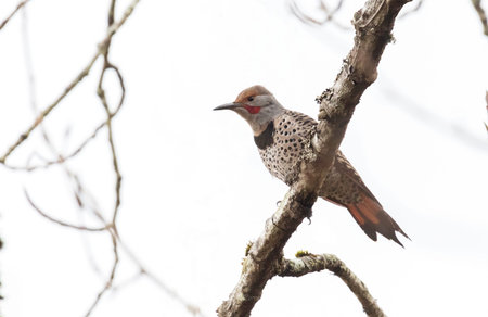 Northern flicker bird at Delta British Columbia,  Canada,  north americanの写真素材